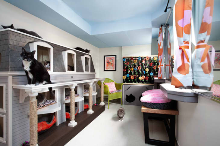 Cat outlet house sanctuary
